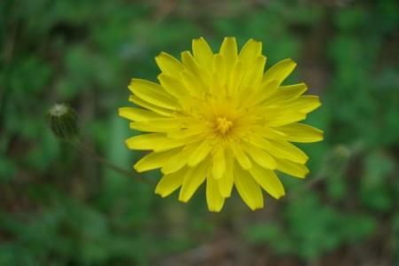 Vulturica (hieracium pilosella) 