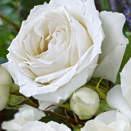 White Symphony - trandafirul de un alb perfect 