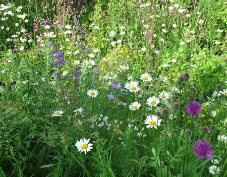 Plantele salbatice: micutele minuni de pe marginea drumului