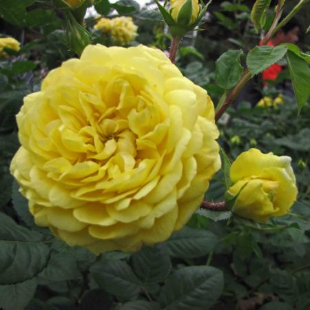 Trandafirul Yellow Meilove, mai mult galben solar in orice gradina
