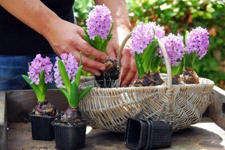 Sadirea bulbilor si a tuberculilor in gradina