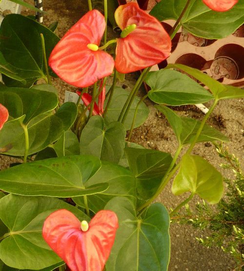anthurium luxurians care Anthurium Luxurian: Buy Plant Online In India – Growcerys main image 0