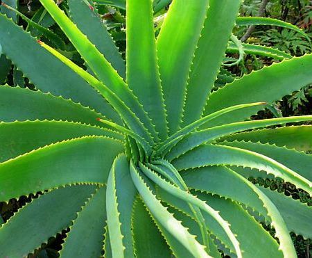 ALOE VERA, O PLANTA MIRACULOASA