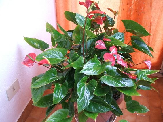 ANTHURIUM, PLANTA CARE INFLORESTE CONTINUU