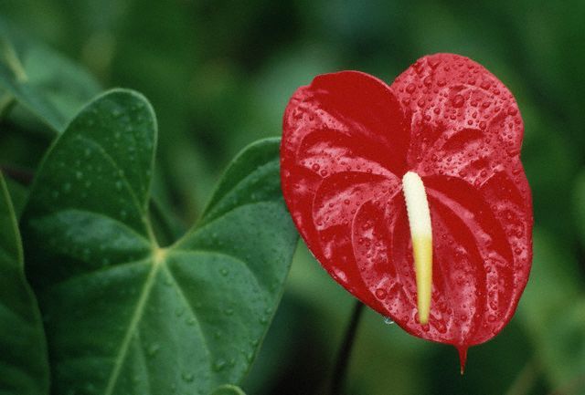BOLI SI DAUNATORI LA ANTHURIUM - CONDITII, BACTERII, CIUPERCI