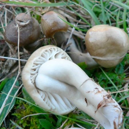 Hygrocybe unguinosa