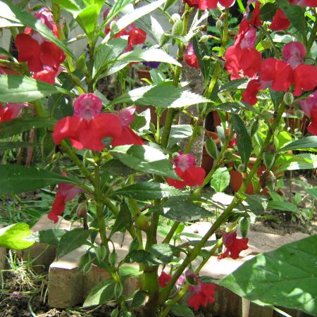 impatiens roz