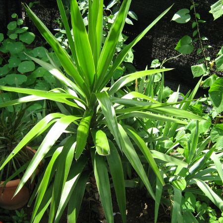 yucca din gradina mea