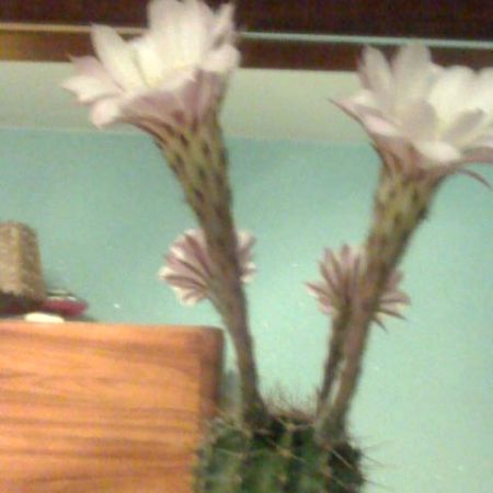 cactusul meu