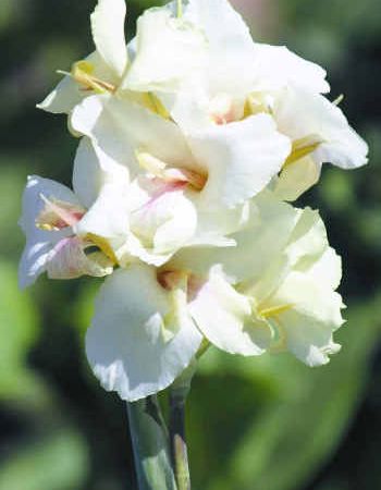 canna alba