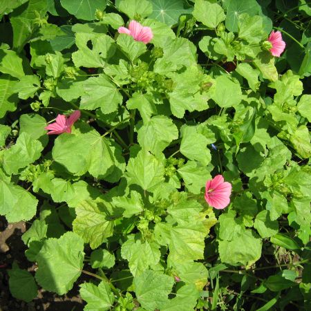 Malope roz