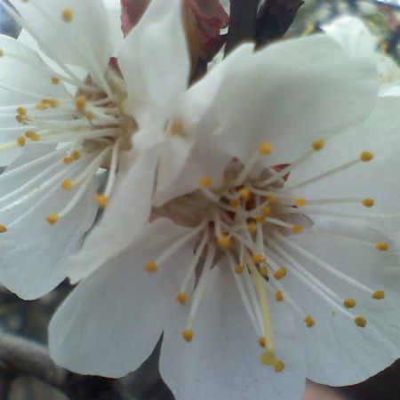 floare de corcodus
