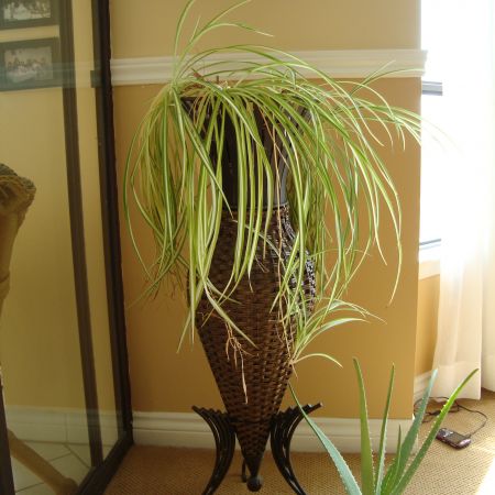 spider plant