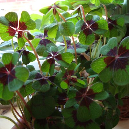 oxalis