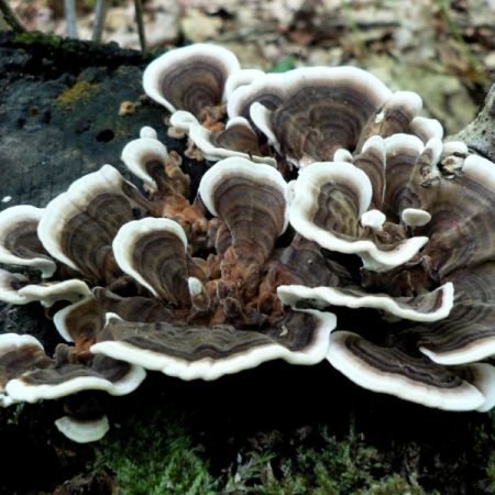 Trametes versicolor