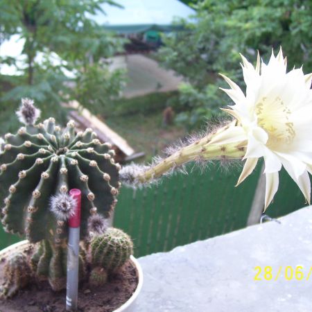 Cactus inflorit