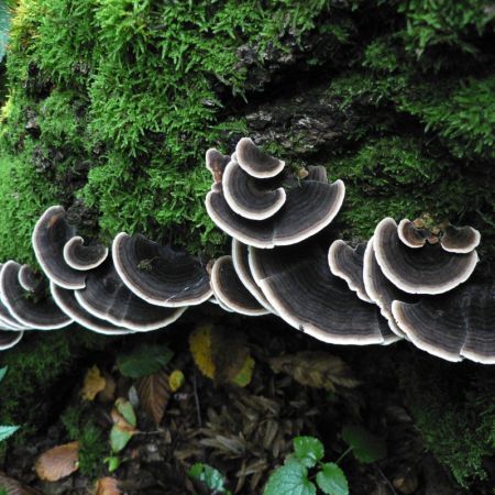 Trametes versicolor