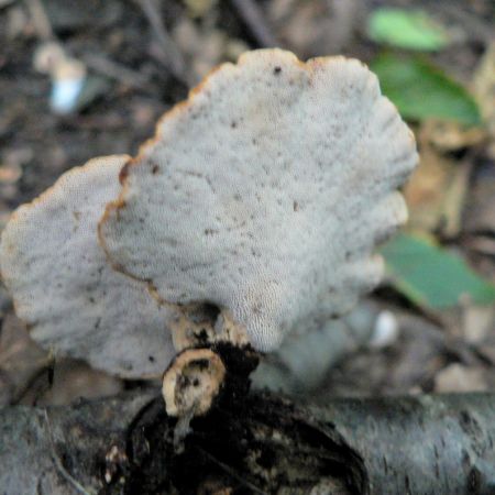 Polyporus varius