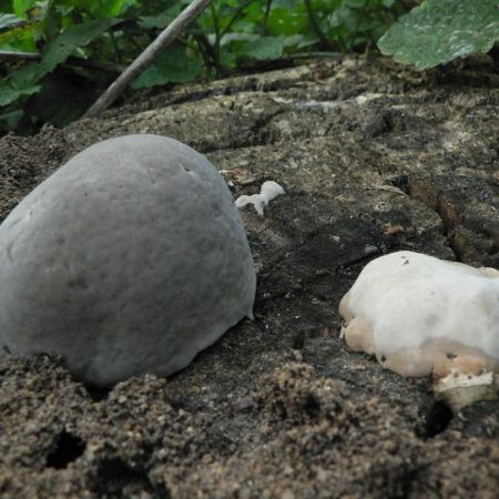 Fomes fomentarius