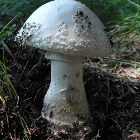 Amanita citrina