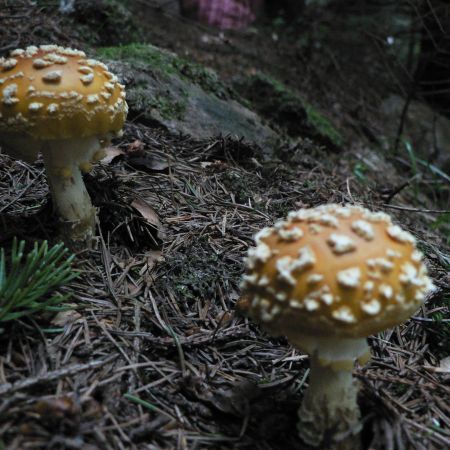 Amanita gemmata