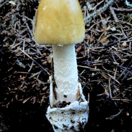 Amanita fulva