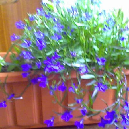 lobelia