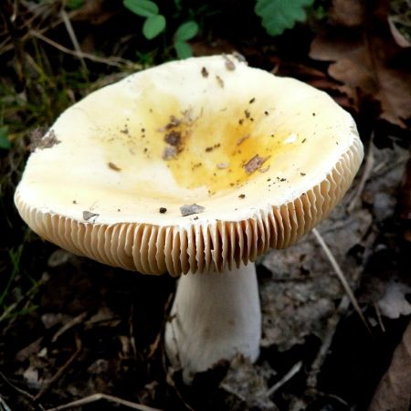 Russula solaris