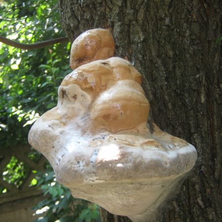 Fomes fomentarius