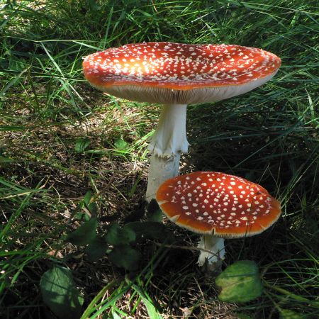 Amanita muscaria