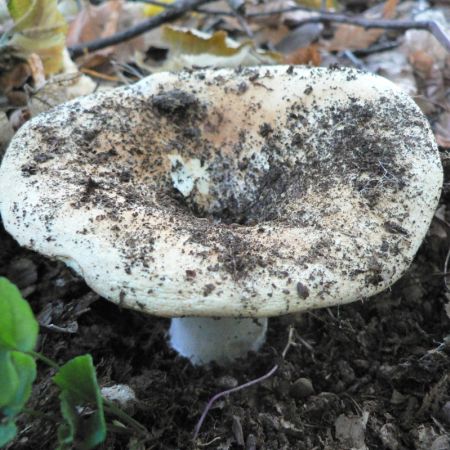 Russula delica