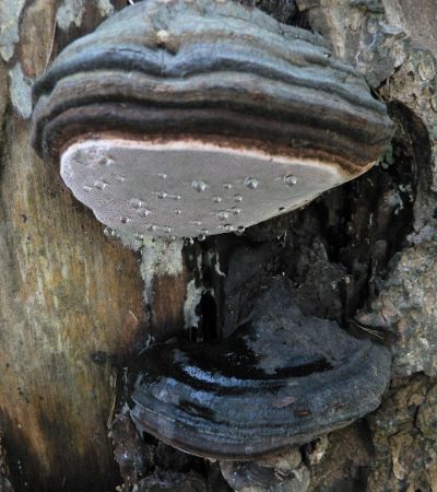 Phellinus igniarius