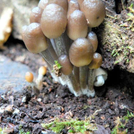 Mycena tintinnabulum