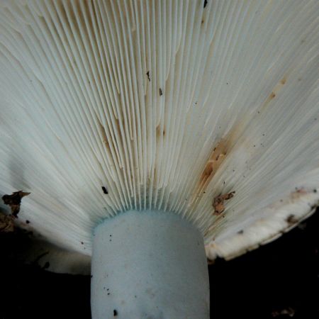 Russula delica