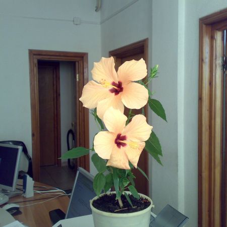 hibiscus