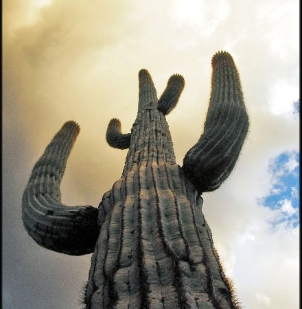 cactus in natura