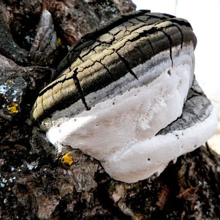 Phellinus igniarius