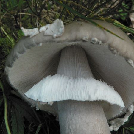 Amanita porphyria