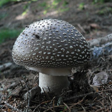 Amanita pantherina