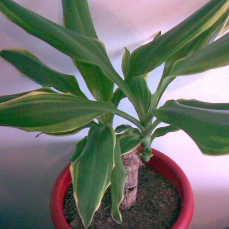 DRACAENA