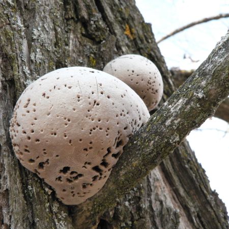 Phellinus igniarius