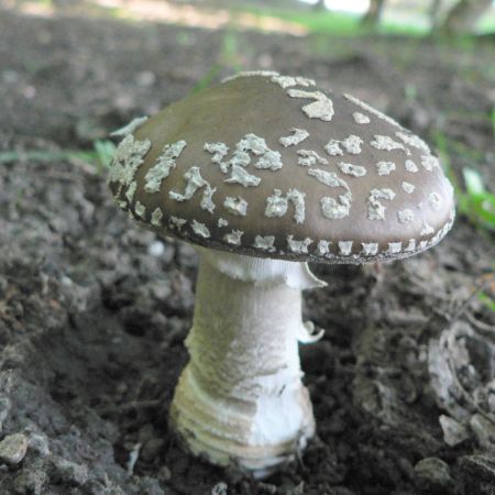 Amanita spissa