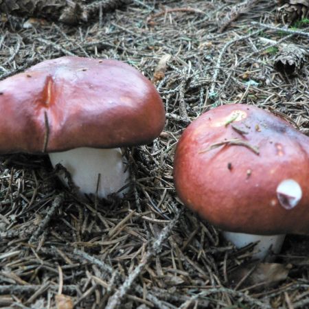 Russula badia