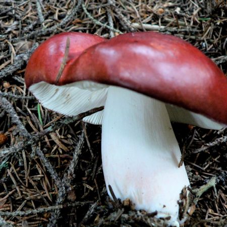 Russula badia