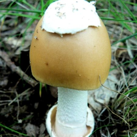 Amanita submembranacea