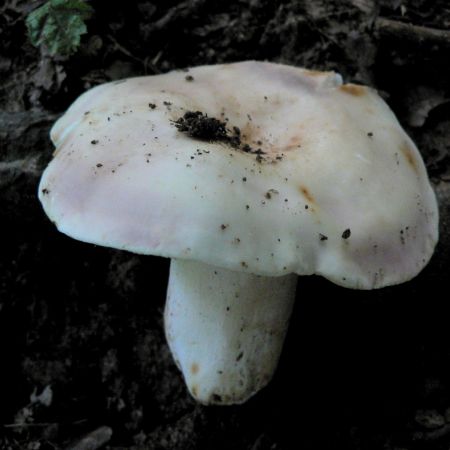 Russula cyanoxantha