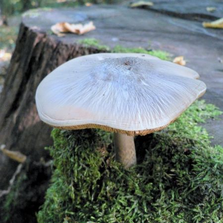 Pluteus salicinus