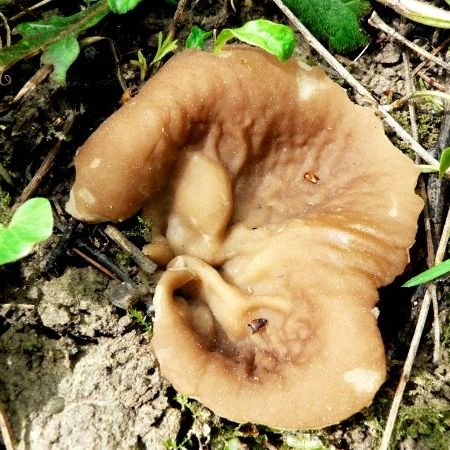 Discina perlata