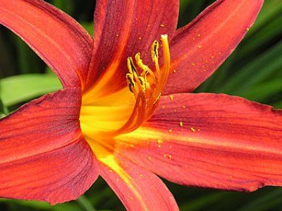 Crin, Hemerocallis 'Sammy Russell'