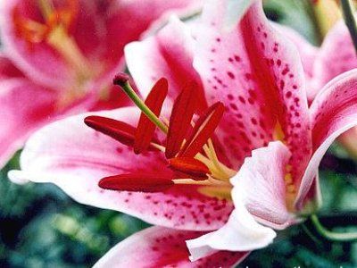 Crin - Lilium 'Star Gazer'